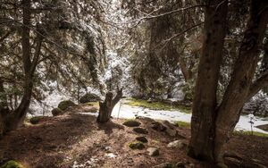 سقوط درختان کهنسال در گلستان