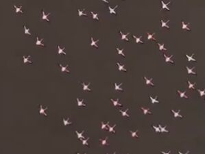 پرواز فلامینگوها در میانکاله از زاویه‌ای دیگر+ فیلم