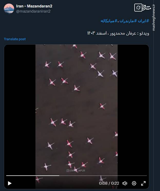 پرواز فلامینگوها در میانکاله از زاویه‌ای دیگر+ فیلم