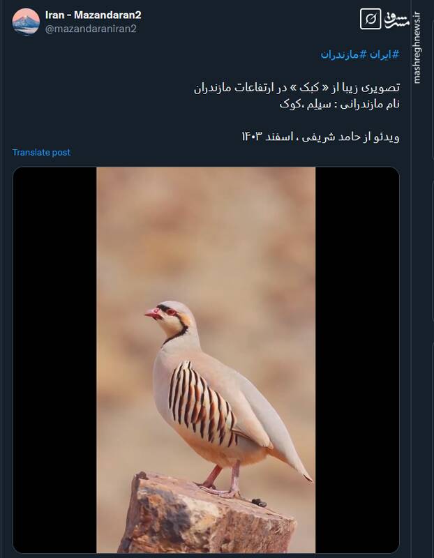 تصاویری دیده نشده از زندگی یک کوک در ارتفاعات مازندران