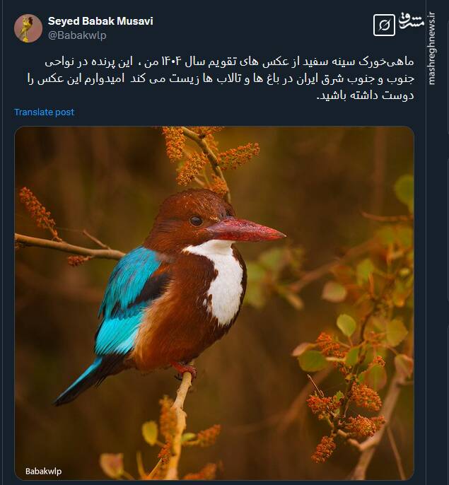 پرنده ماهیخورک سینه سفید در کجا زندگی می کند؟