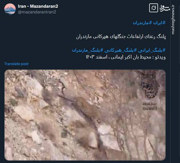 تصاویری از پلنگ رعنای ارتفاعات جنگلهای هیرکانی