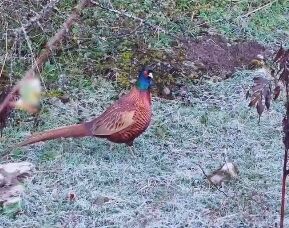 تصاویری از زندگی تیرنگ؛ یکی از نمادهای زیبایی جنگلهای هیرکانی