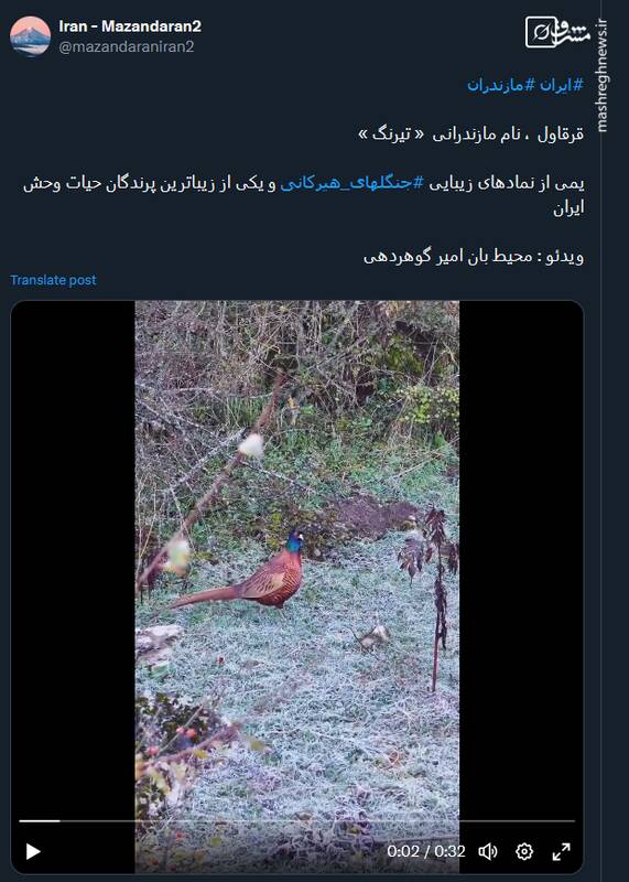 تصاویری از زندگی تیرنگ؛ یکی از نمادهای زیبایی جنگلهای هیرکانی