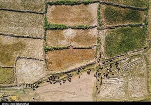 هشدار جدی درباره بحران آب در مزارع گندم گلستان