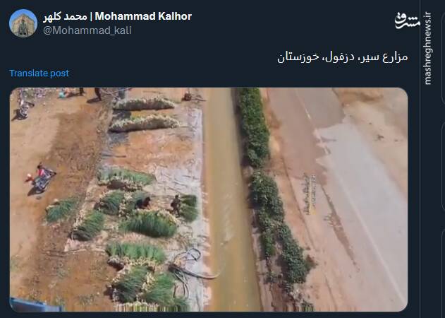 مزارع سیر در دزفول را دیدهاید؟+ فیلم