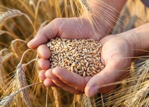 آیا سال 1404 ایران واردکننده گندم میشود؟