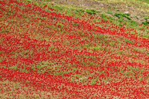 تصویری از دشت گل‌های شقایق در آذربایجان شرقی