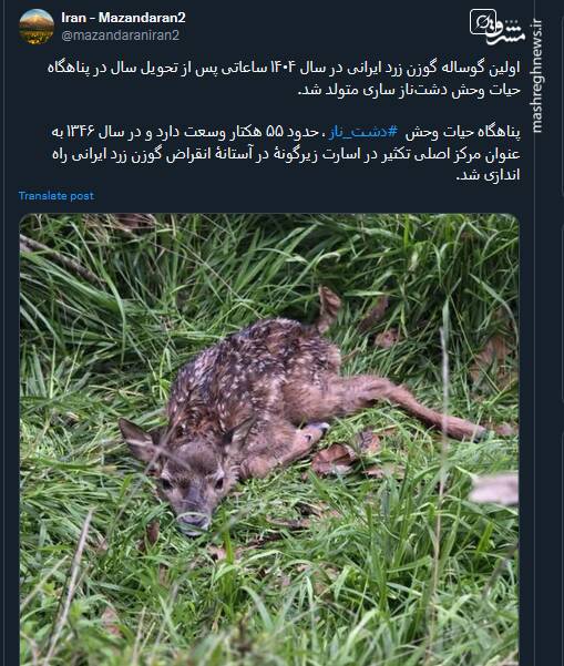 تصویری از اولین گوساله گوزن زرد ایرانی در سال ۱۴۰۴