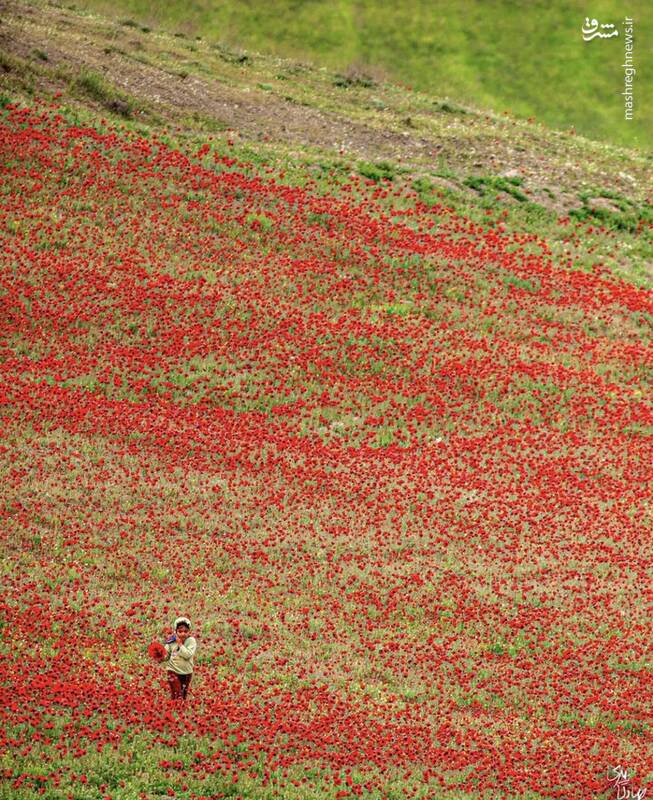 تصویری از دشت گلهای شقایق در آذربایجان شرقی