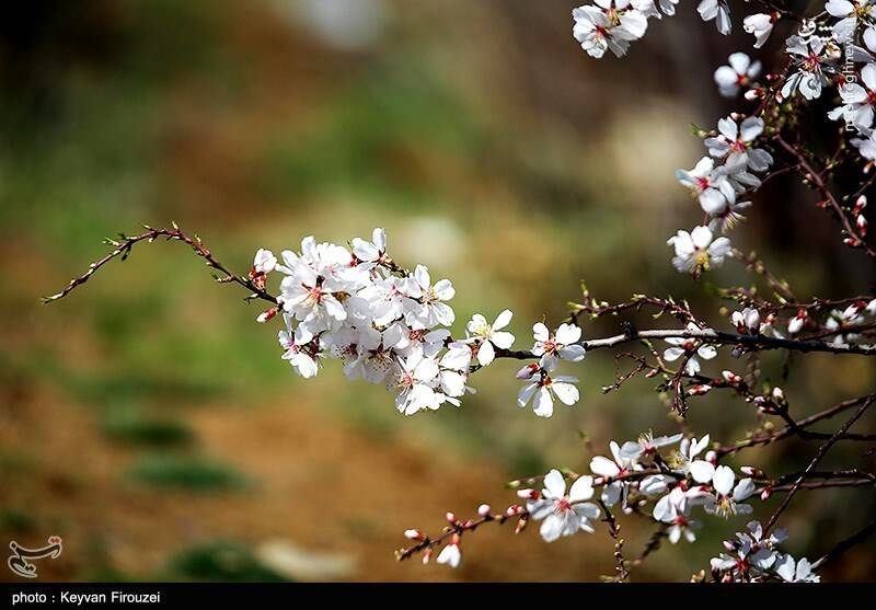 عکس / رقص بهاری شکوفهها در سنندج 32