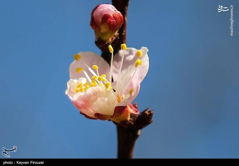 عکس / رقص بهاری شکوفهها در سنندج 25