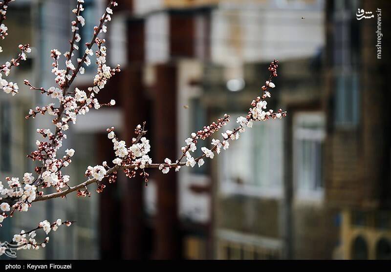 عکس / رقص بهاری شکوفهها در سنندج 22