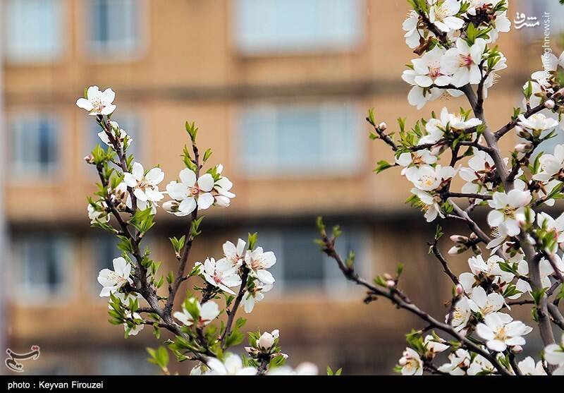 عکس / رقص بهاری شکوفهها در سنندج 20