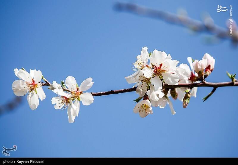 عکس / رقص بهاری شکوفهها در سنندج 19