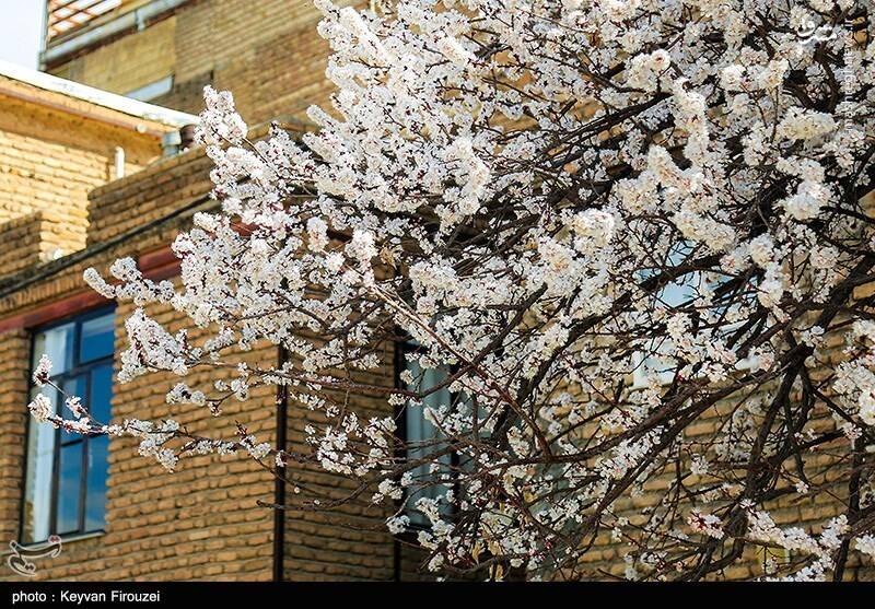 عکس / رقص بهاری شکوفهها در سنندج 7