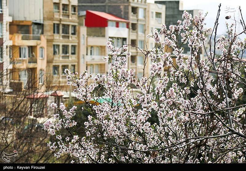 عکس / رقص بهاری شکوفهها در سنندج 2