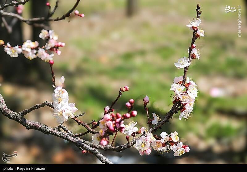 عکس/ رقص بهاری شکوفه‌ها در سنندج