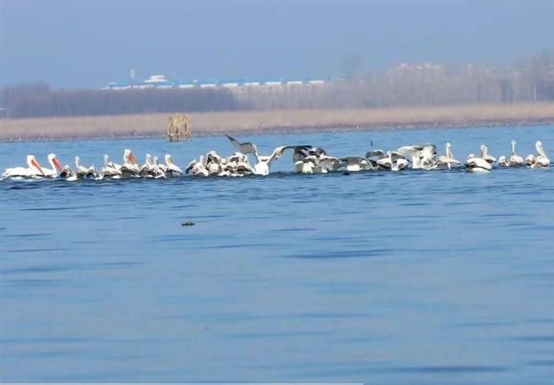 رویت پلیکانهای خاکستری در تالاب انزلی +تصاویر