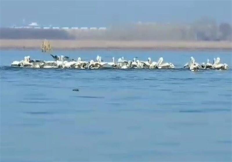 رویت پلیکانهای خاکستری در تالاب انزلی +تصاویر