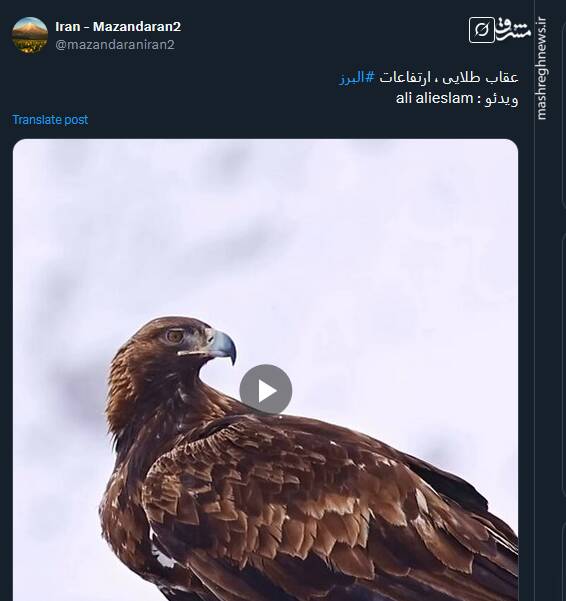 ویدئویی از عقاب طلایی در ارتفاعات البرز