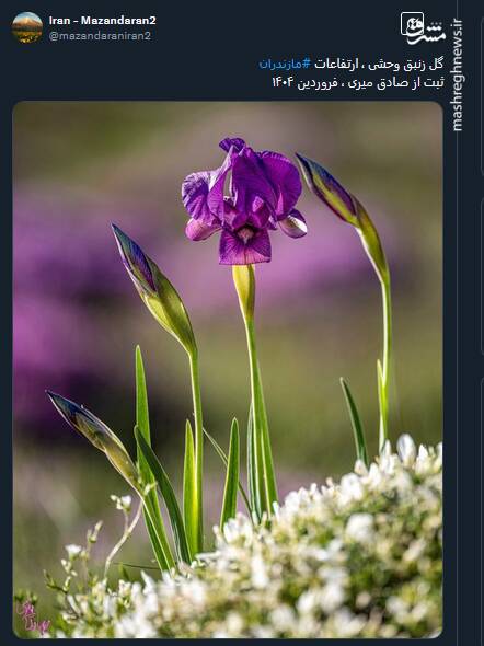 تصویری از گل زنبق وحشی در ارتفاعات مازندران در فروردین 1404