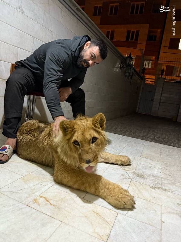 ماجرای توله شیری که دزدگیر خانه قهرمان کشتی فرنگی جهان بود 5