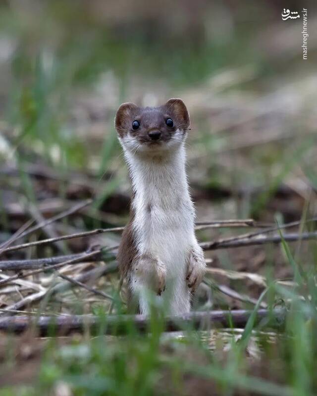 یکی از زیباترین و بیرحم ترین پستانداران جنگلهای هیرکانی