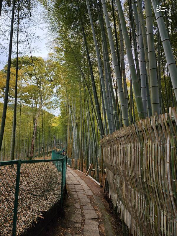 تصویری از جنگل بامبو در کیوتو