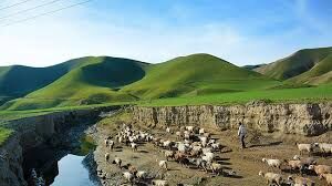 تصویری از گله گوسفندان ترکمن صحرا