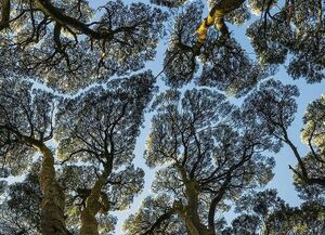 تصویری جالب از پازل زیبای درختان ملبورن