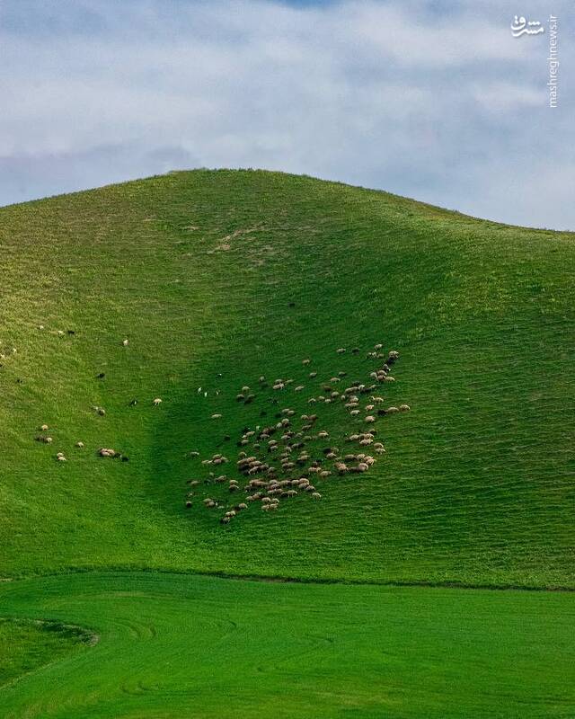 تصویری از گله گوسفندان ترکمن صحرا 2