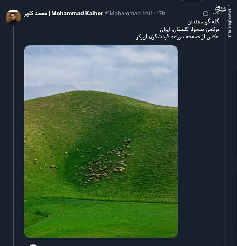 تصویری از گله گوسفندان ترکمن صحرا