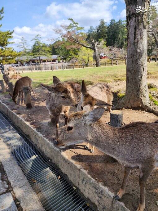 تصویری از گوزن زرد ژاپنی