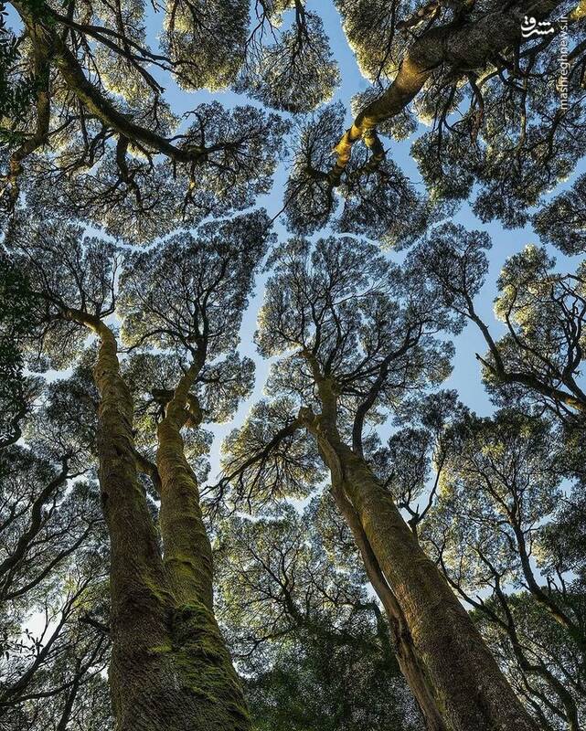 تصویری جالب از پازل زیبای درختان ملبورن