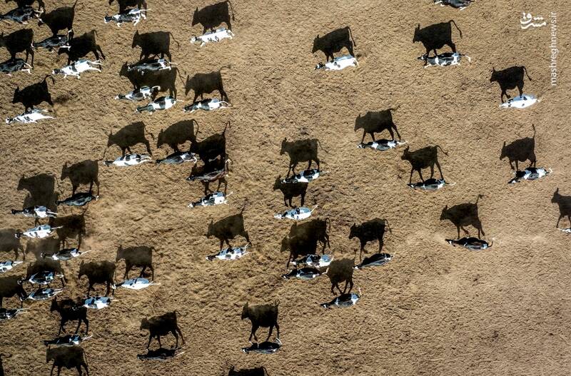 آشفتگی در صنعت لبنیات آمریکا؛ دامداران در فشار مضاعف