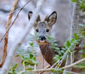 تصویری از یک شوکای نر جوان