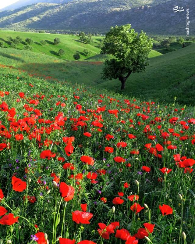 روایت بهار در مخملکوه+ عکس