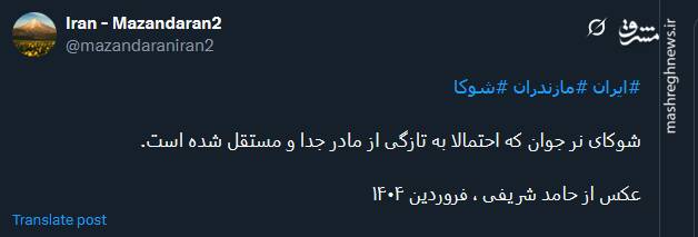 تصویری از یک شوکای نر جوان