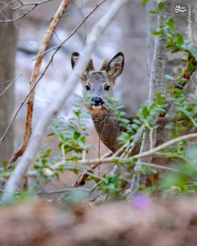 تصویری از یک شوکای نر جوان