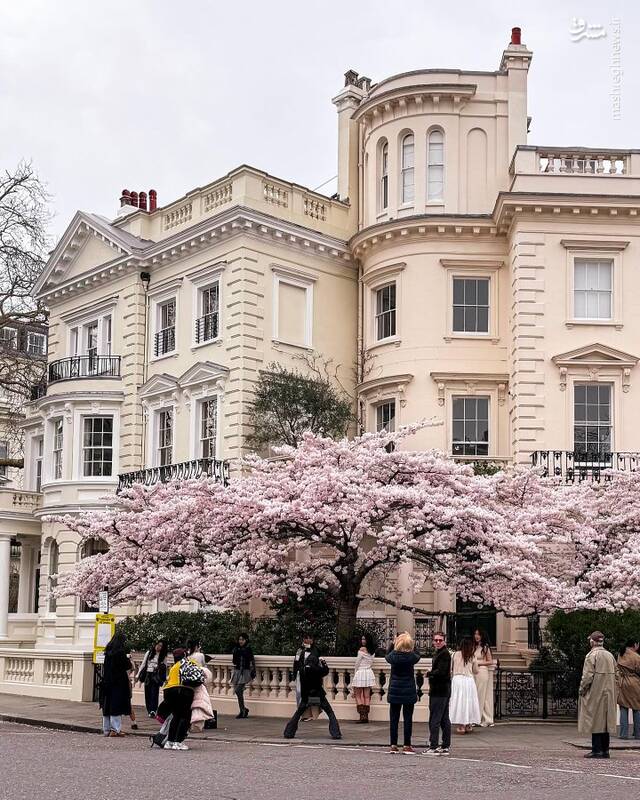 وقتی مگنولیا برای اهالی لندن هم جذابه+ عکس