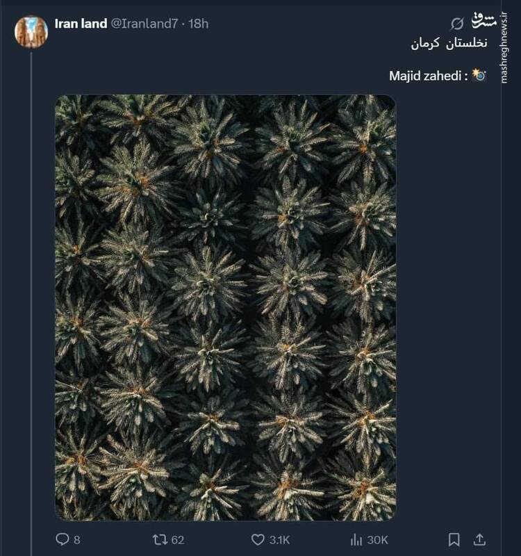 تصویری زیبا از یک نخلستان در کرمان