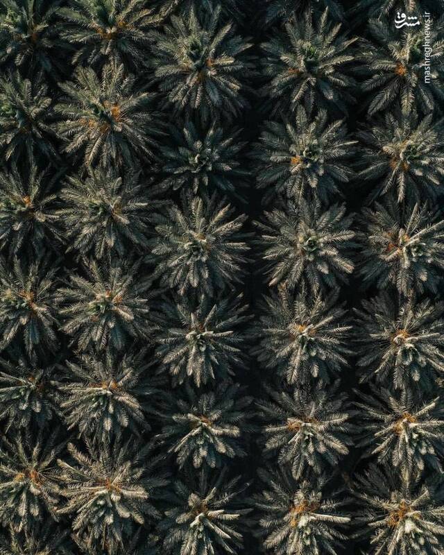 تصویری زیبا از یک نخلستان در کرمان