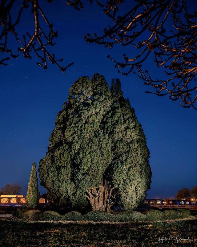 مسنترین موجود زنده ایران+ عکس