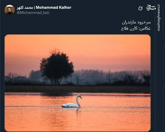 زندگی زیبا و آرام پرندگان در سرخرود مازندران