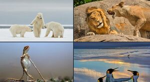 عکس هایی از طبیعت با دست‌مایه طنز