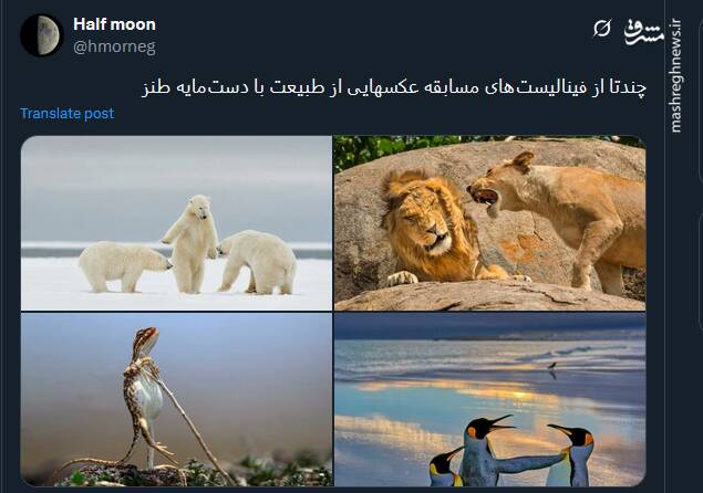 عکس هایی از طبیعت با دستمایه طنز