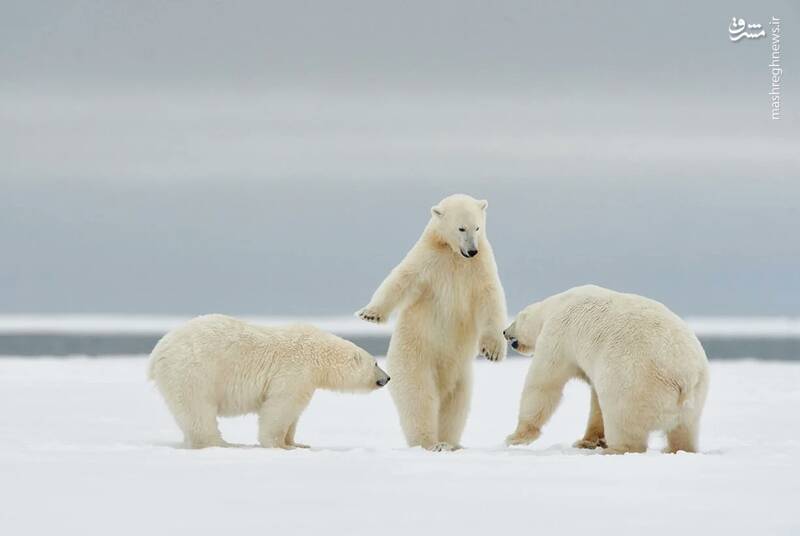 عکس هایی از طبیعت با دستمایه طنز