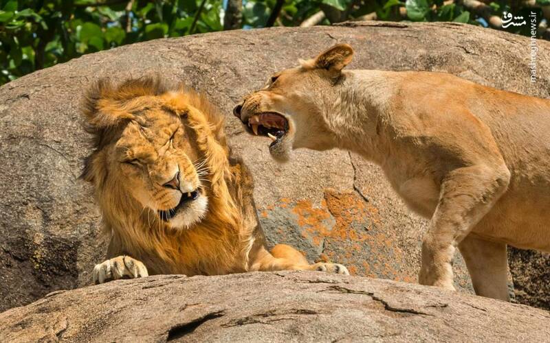 عکس هایی از طبیعت با دستمایه طنز