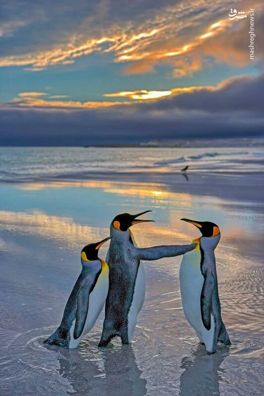 عکس هایی از طبیعت با دست‌مایه طنز